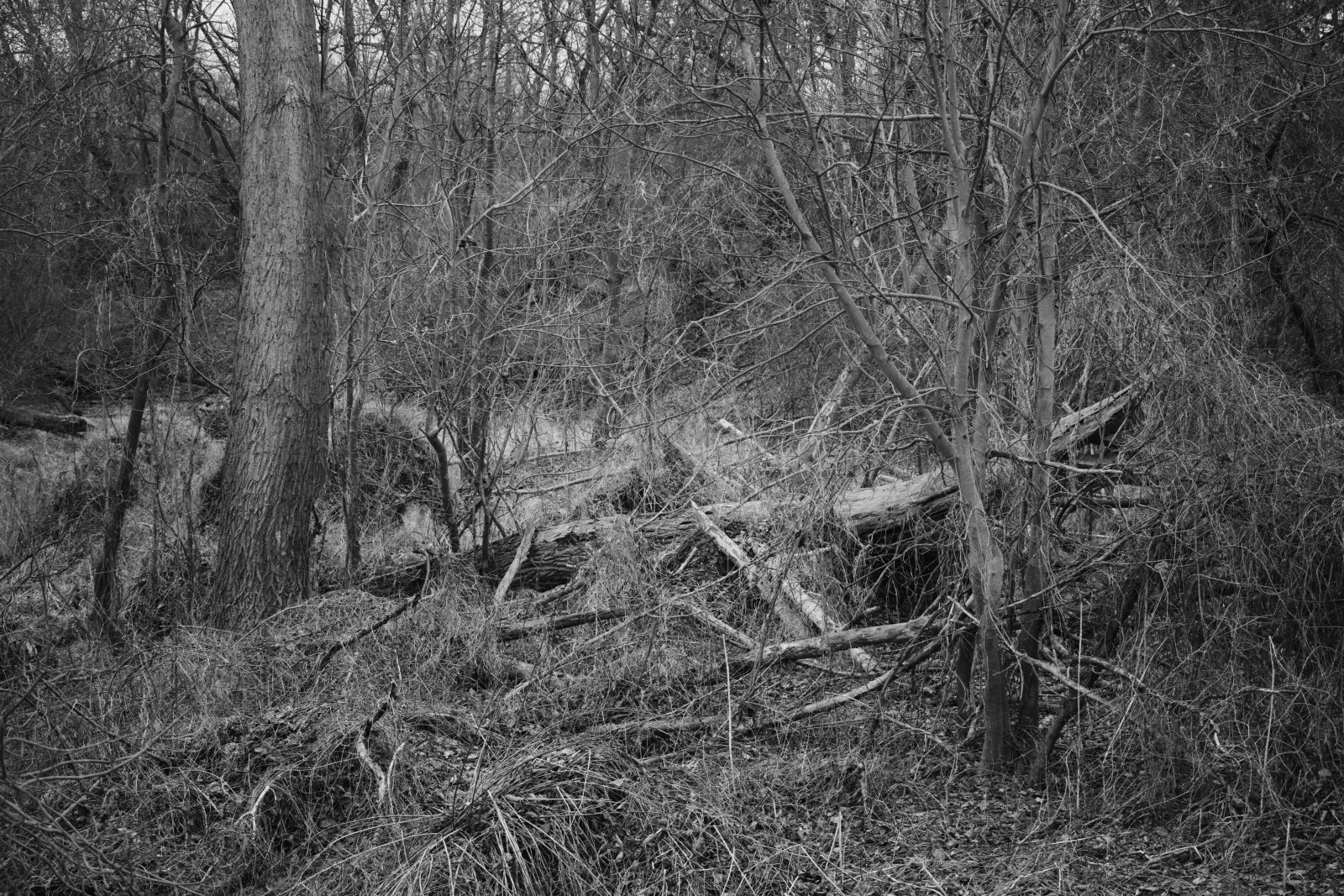 Woods