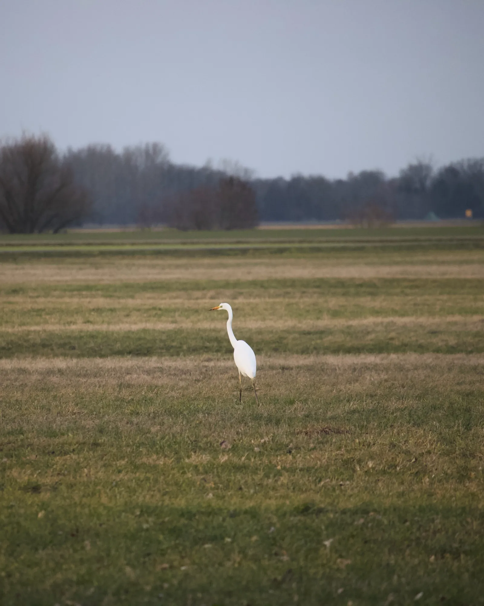 Great egret on the meadow