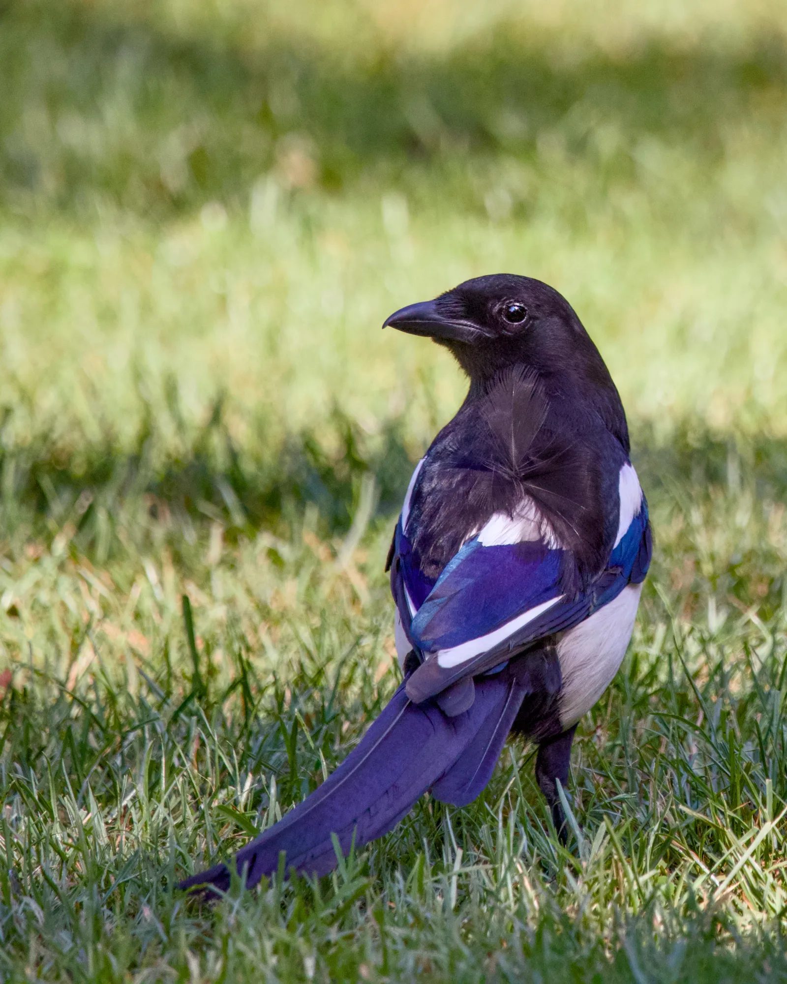 Magpie from behind, head turned sideways
