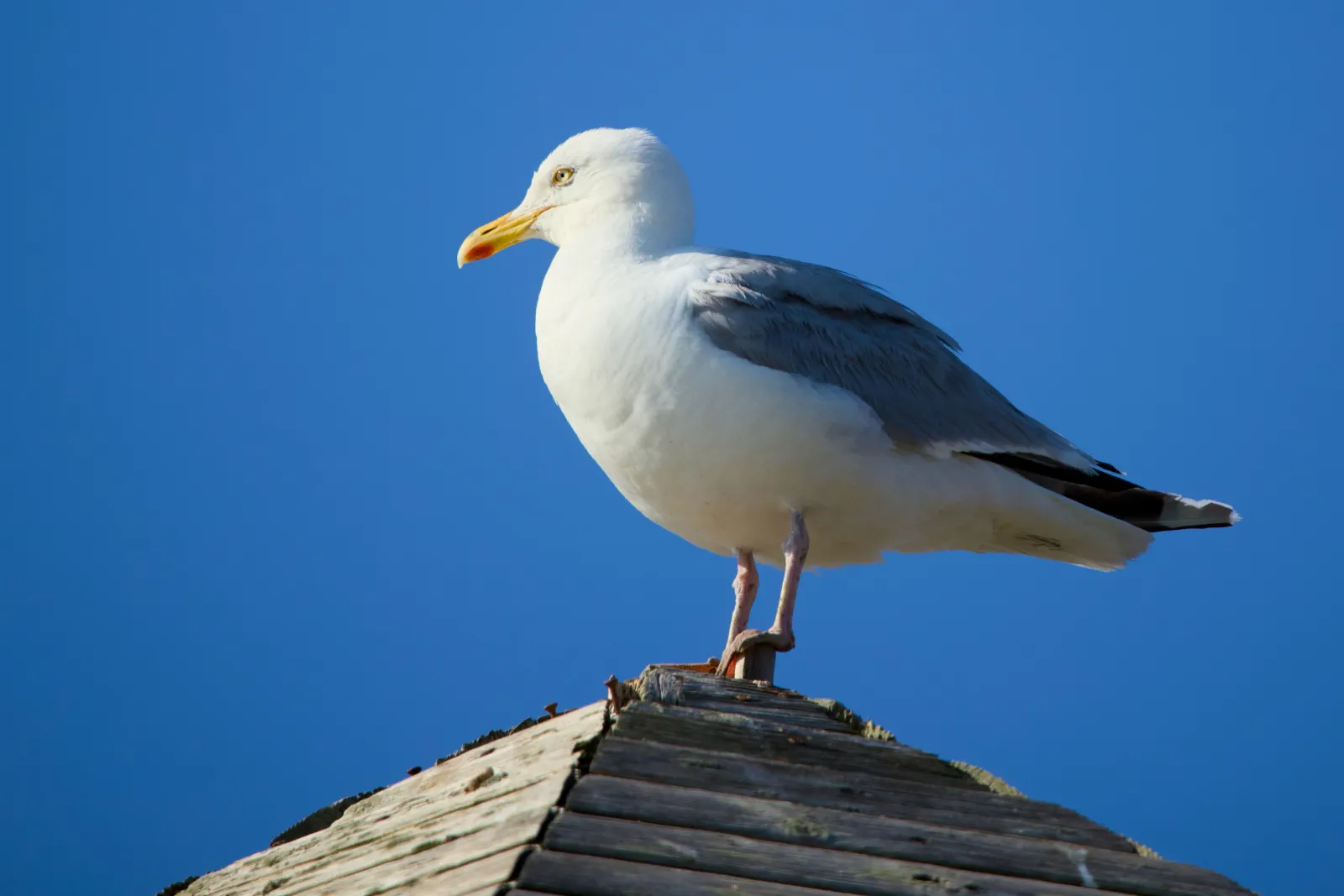 Herring gull standing on a wooden roof ridge