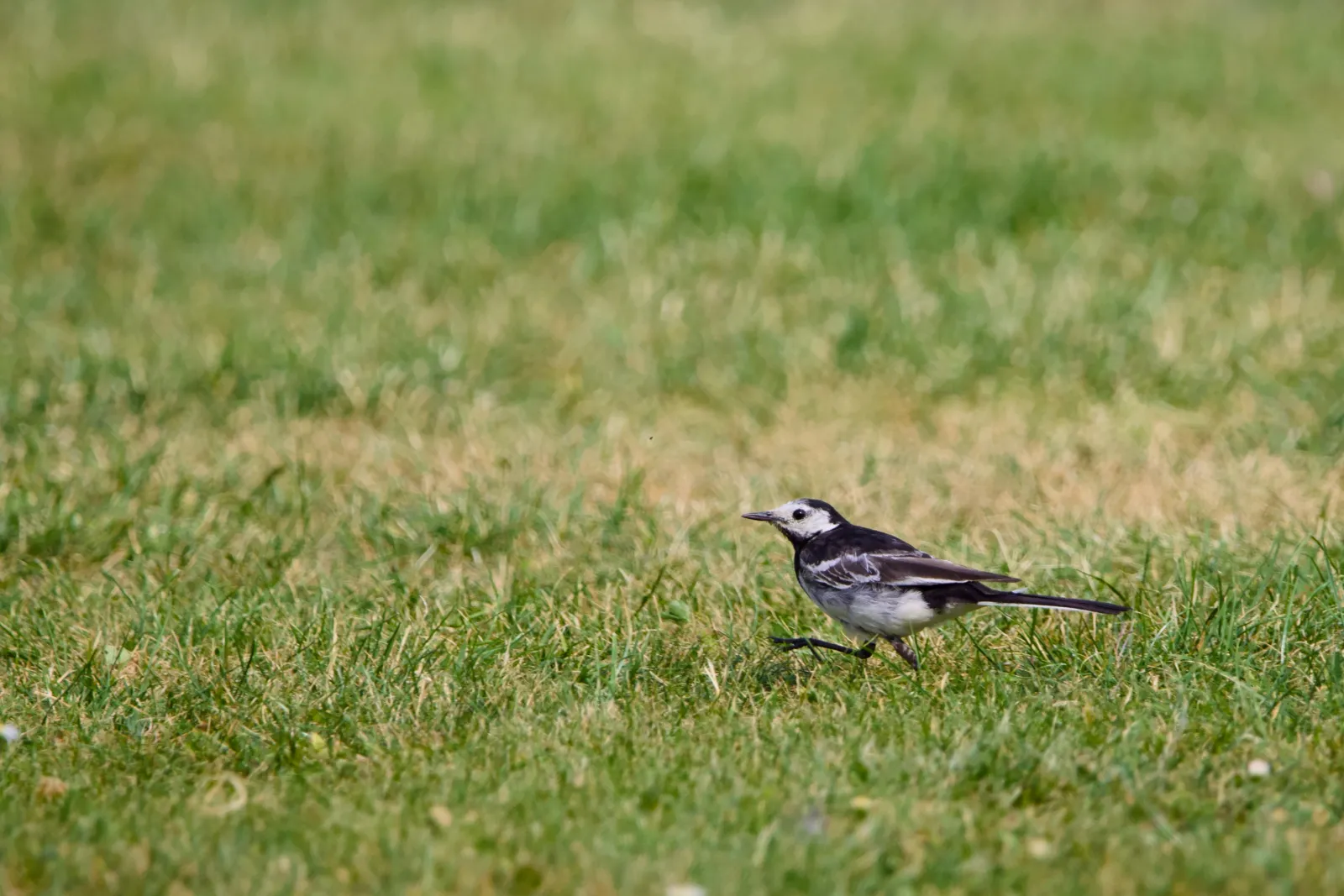 Pied wagtail striding across a lawn