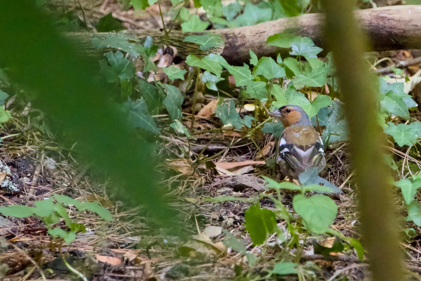 Male chaffinch on the forest floor
