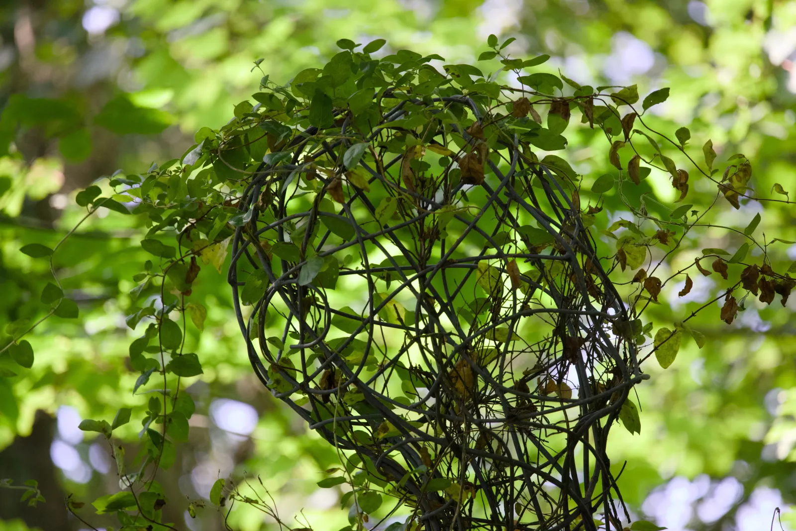 Wire head sculpture overgrown with honeysuckle