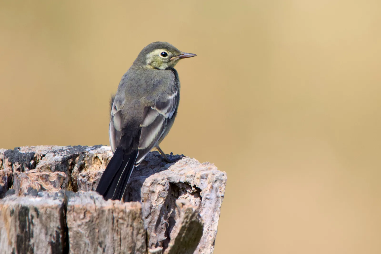 Young pied wagtail perched on a weathered stump
