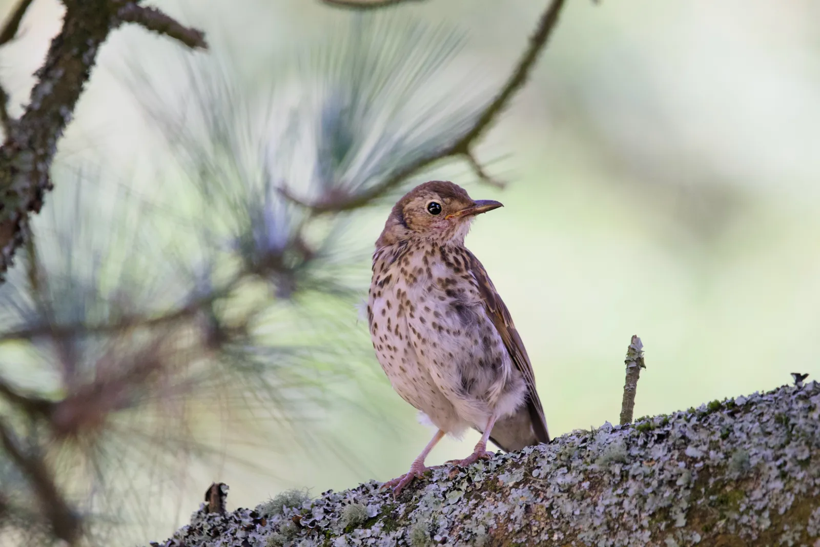 Song thrush on a lichen-covered branch