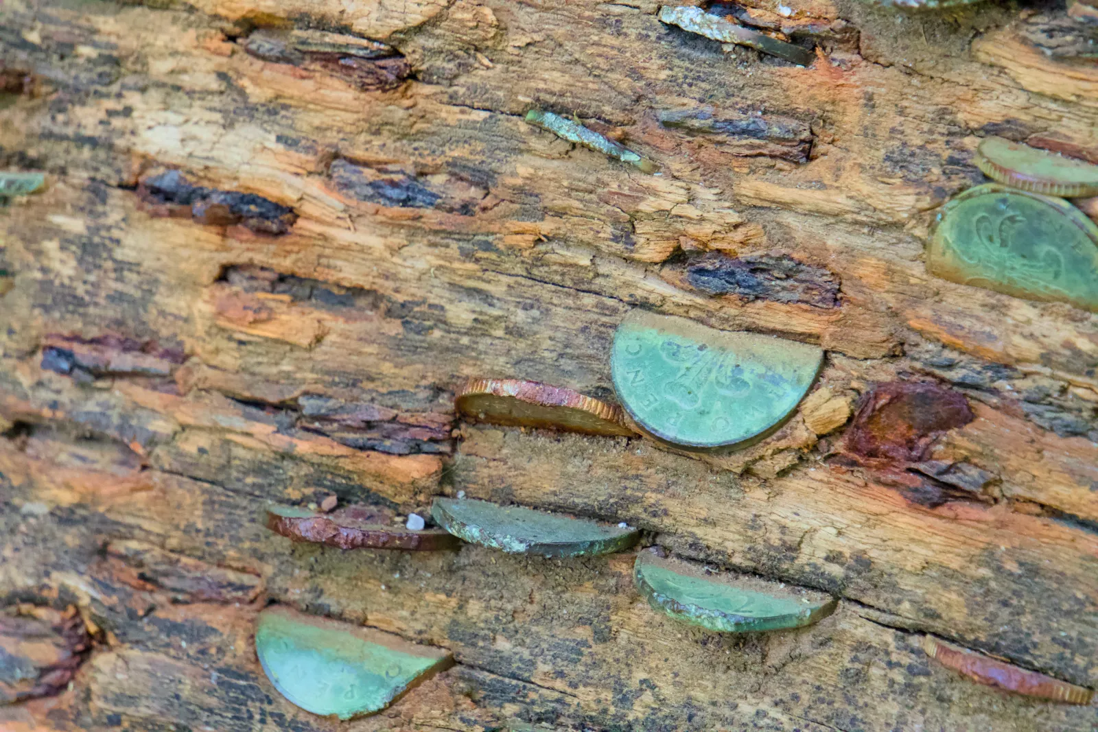 Coins hammered into a fallen log