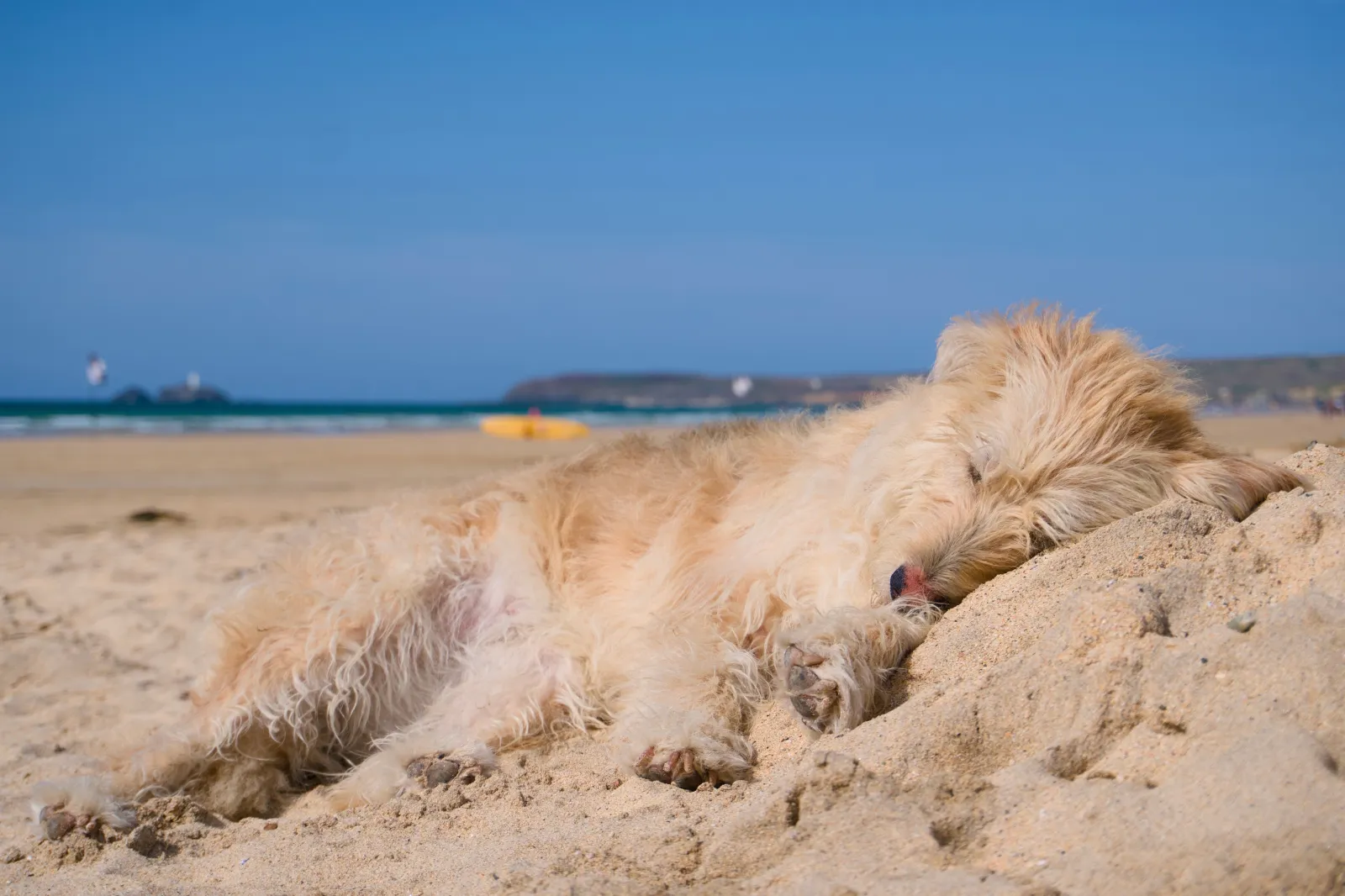 Aika lying in the sand, Godrevy lighthouse in the distance