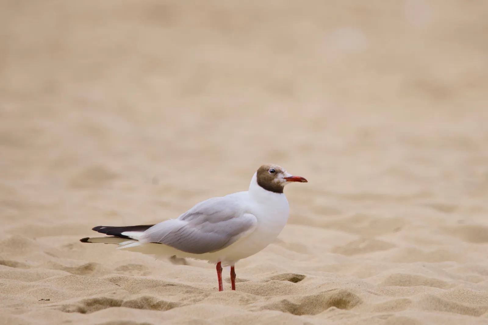 Black-headed gull standing in the sand