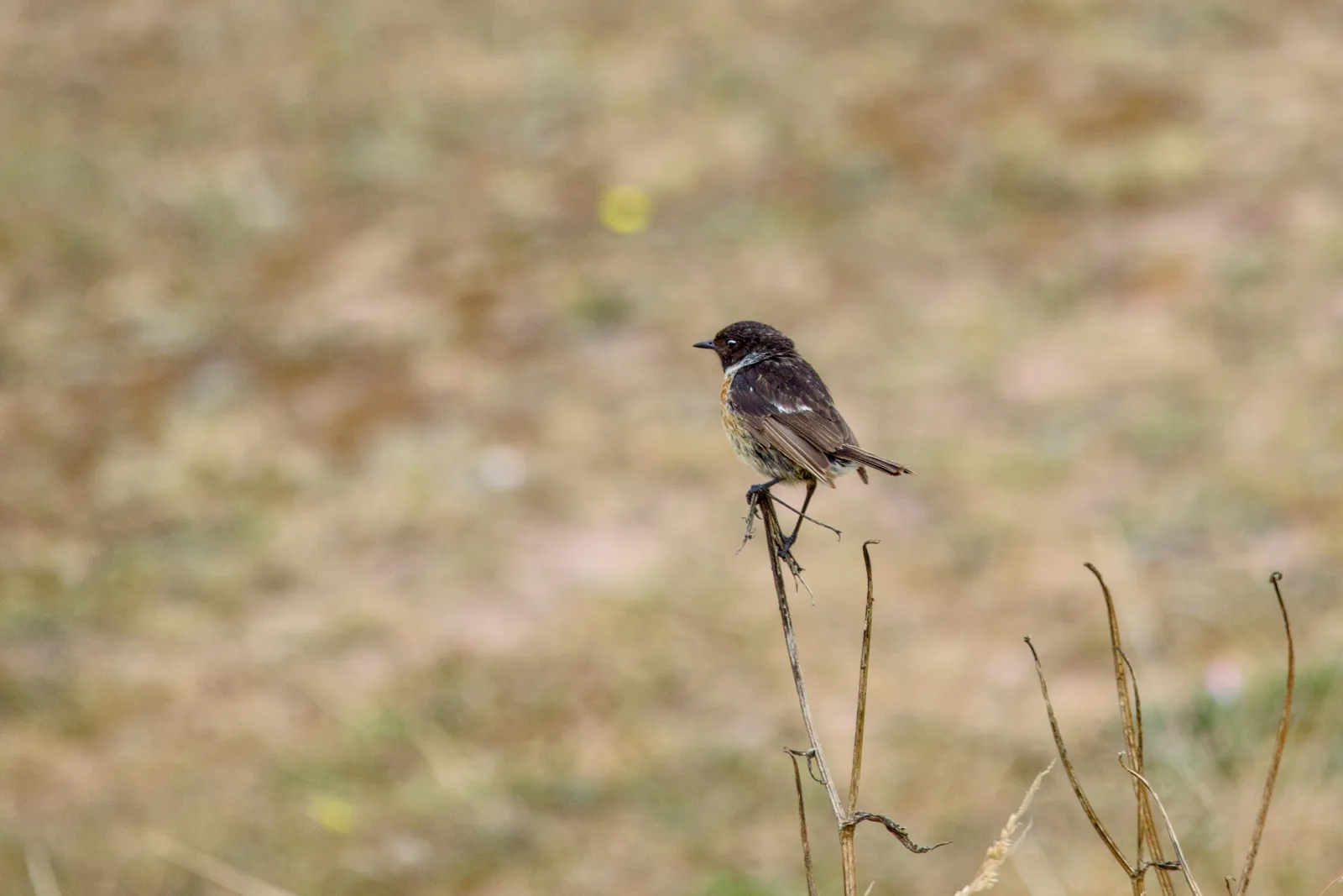 Male stonechat perched on a dry stem