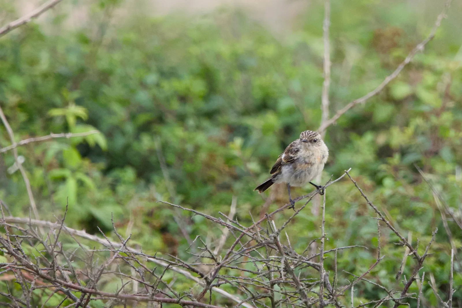 Stonechat perched on bare twigs