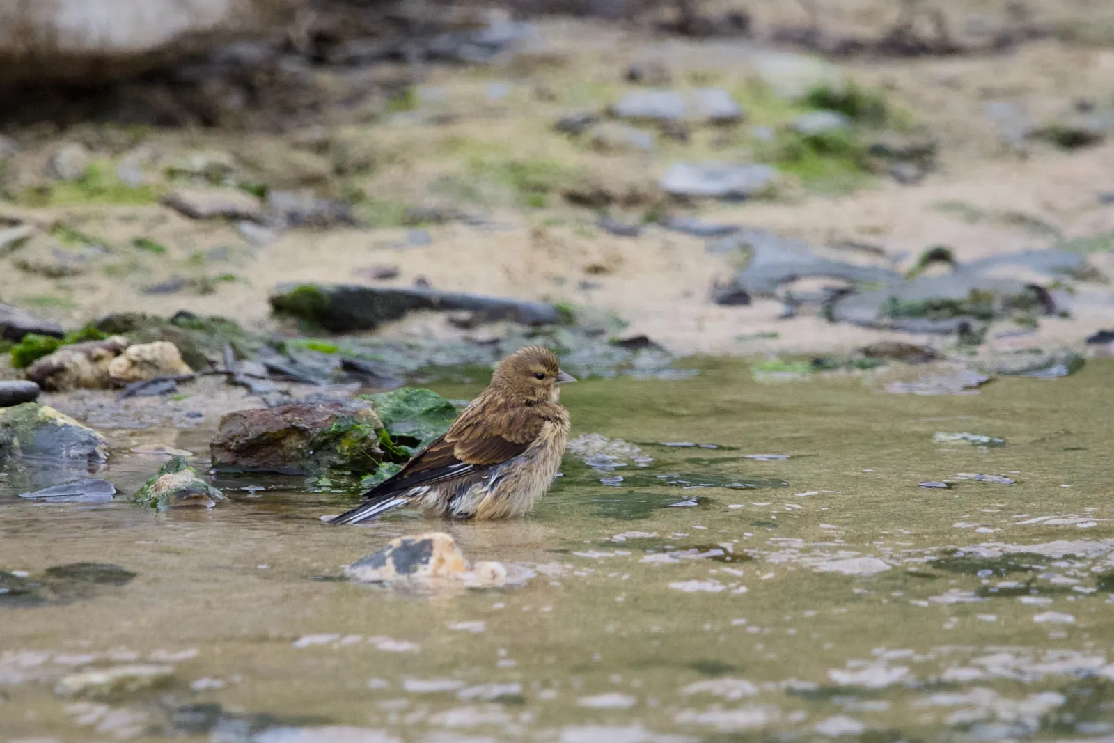 Linnet bathing in shallow water