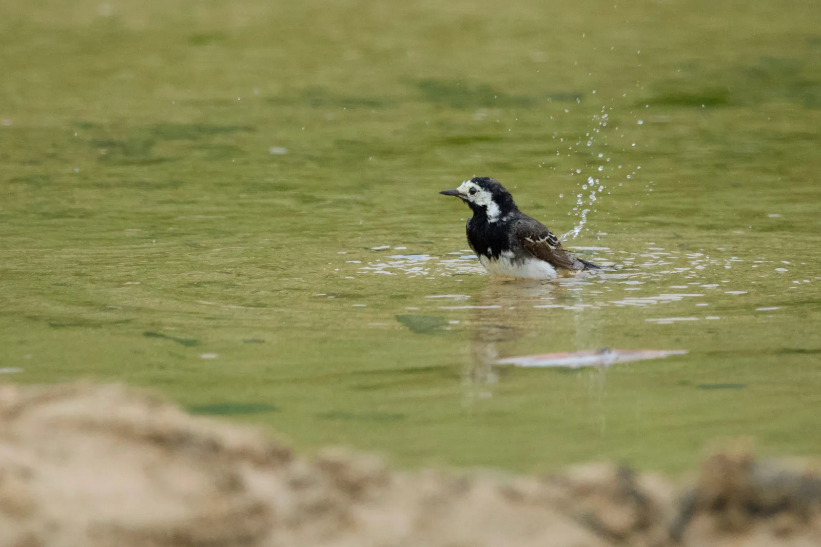 Pied wagtail bathing in a pool