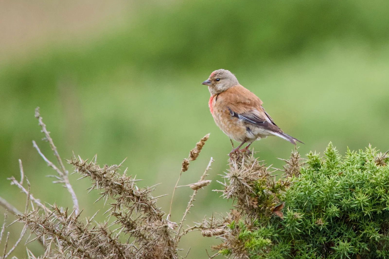 Male linnet with red breast on a gorse bush