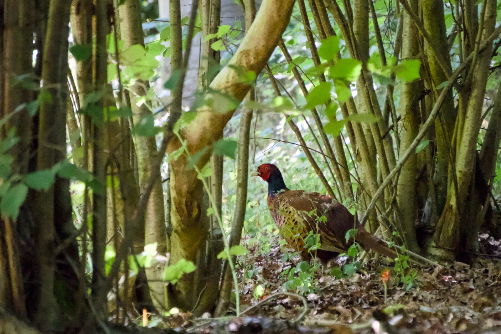 Male pheasant in the undergrowth