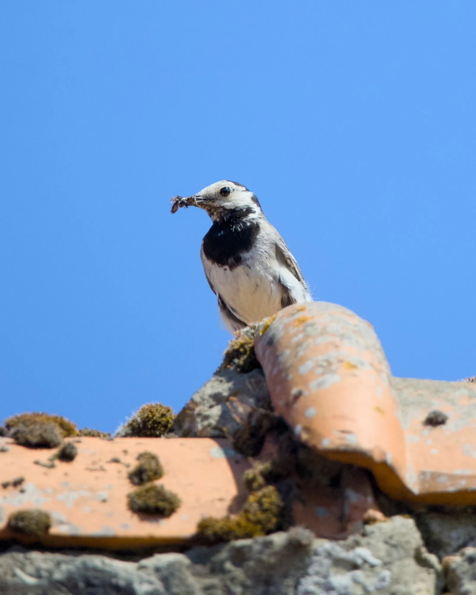 White wagtail with insects in its beak on a mossy roof ridge