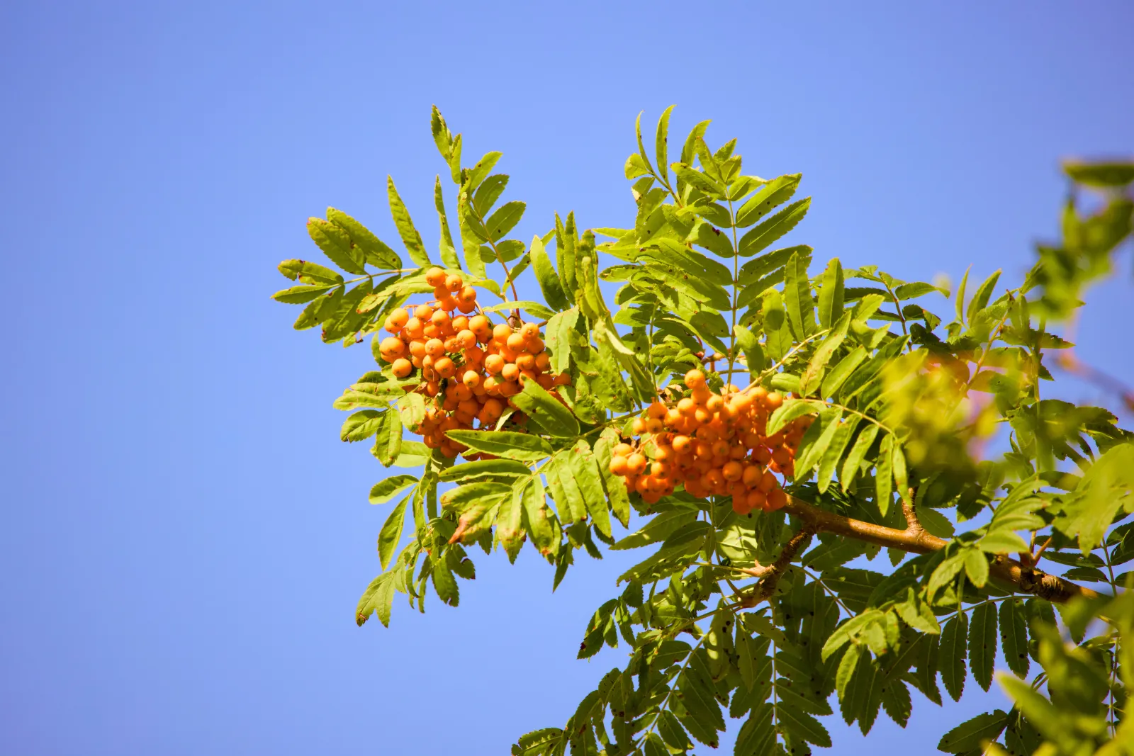 Rowan branch with orange berries against blue sky
