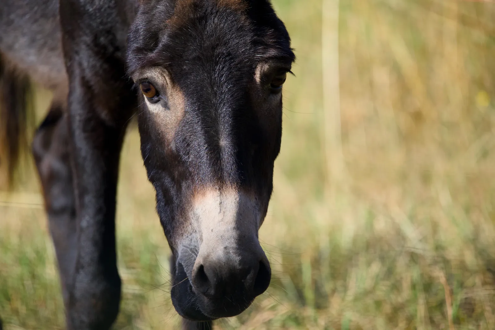 Dark donkey looking into the camera