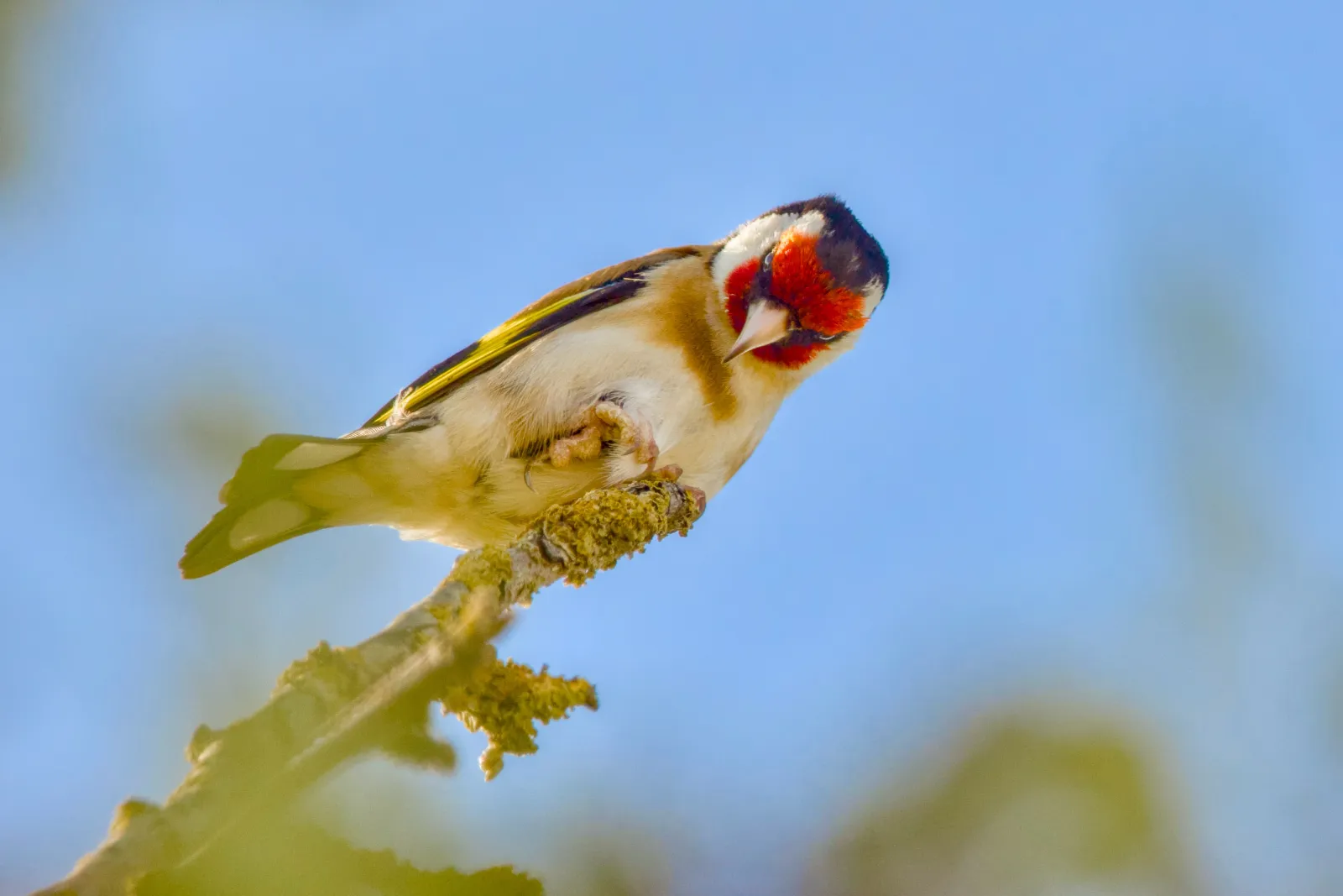European goldfinch on a lichen-covered branch