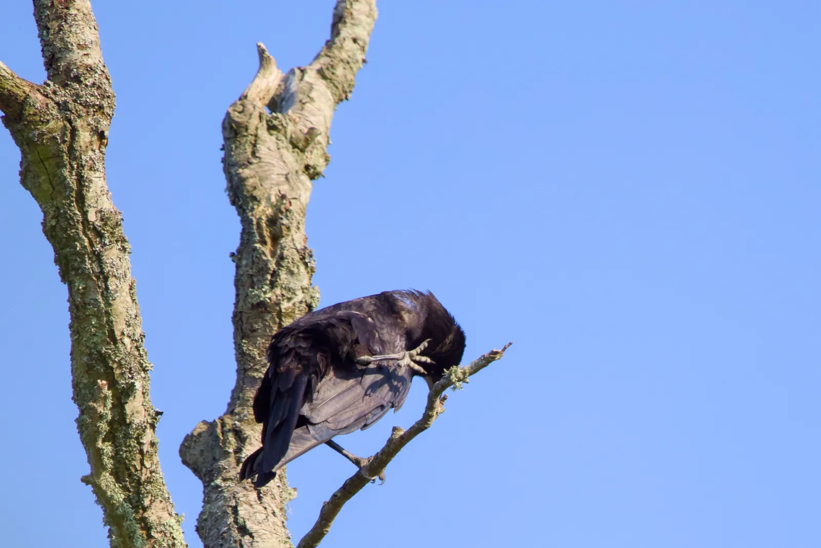 Crow preening on a dead branch against blue sky