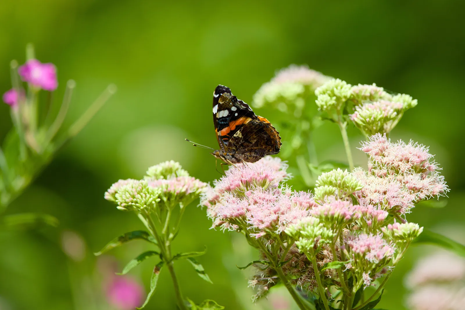 Red admiral butterfly on pale pink flowers