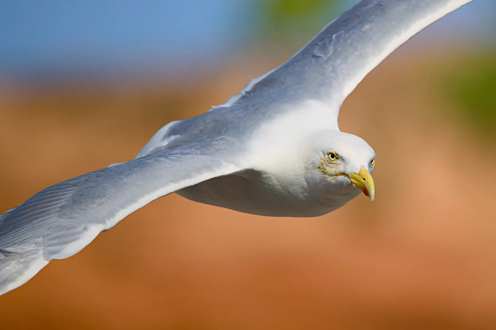 Herring gull in flight looking into the camera