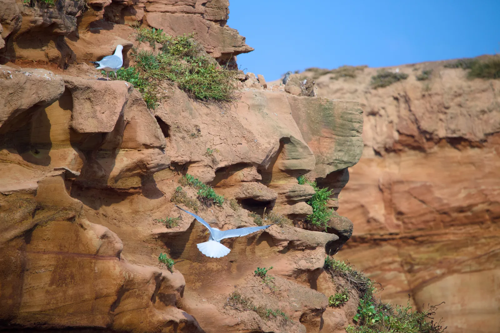 Herring gulls at the red sandstone cliff, one taking off