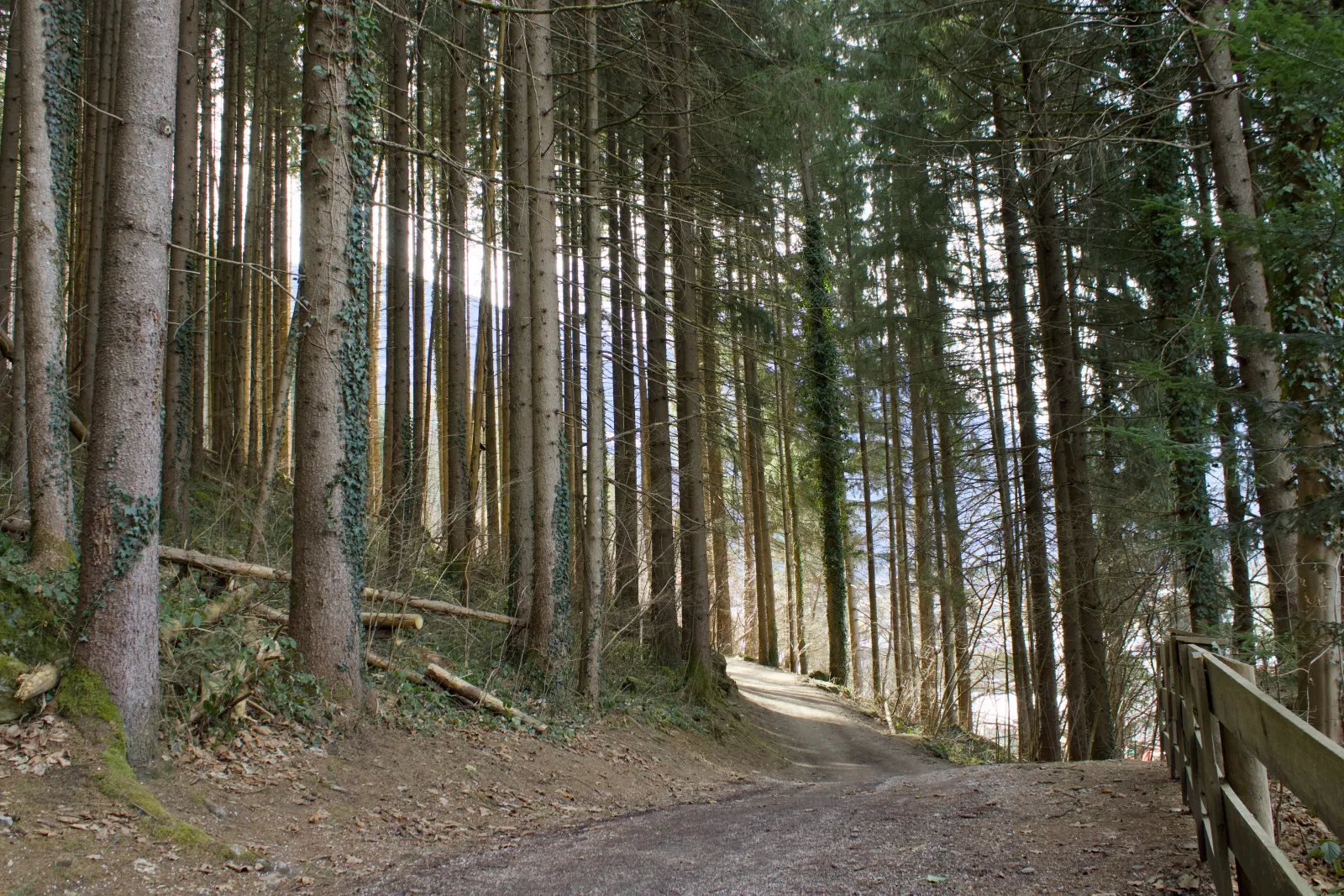 Forest path on the Easy Trail