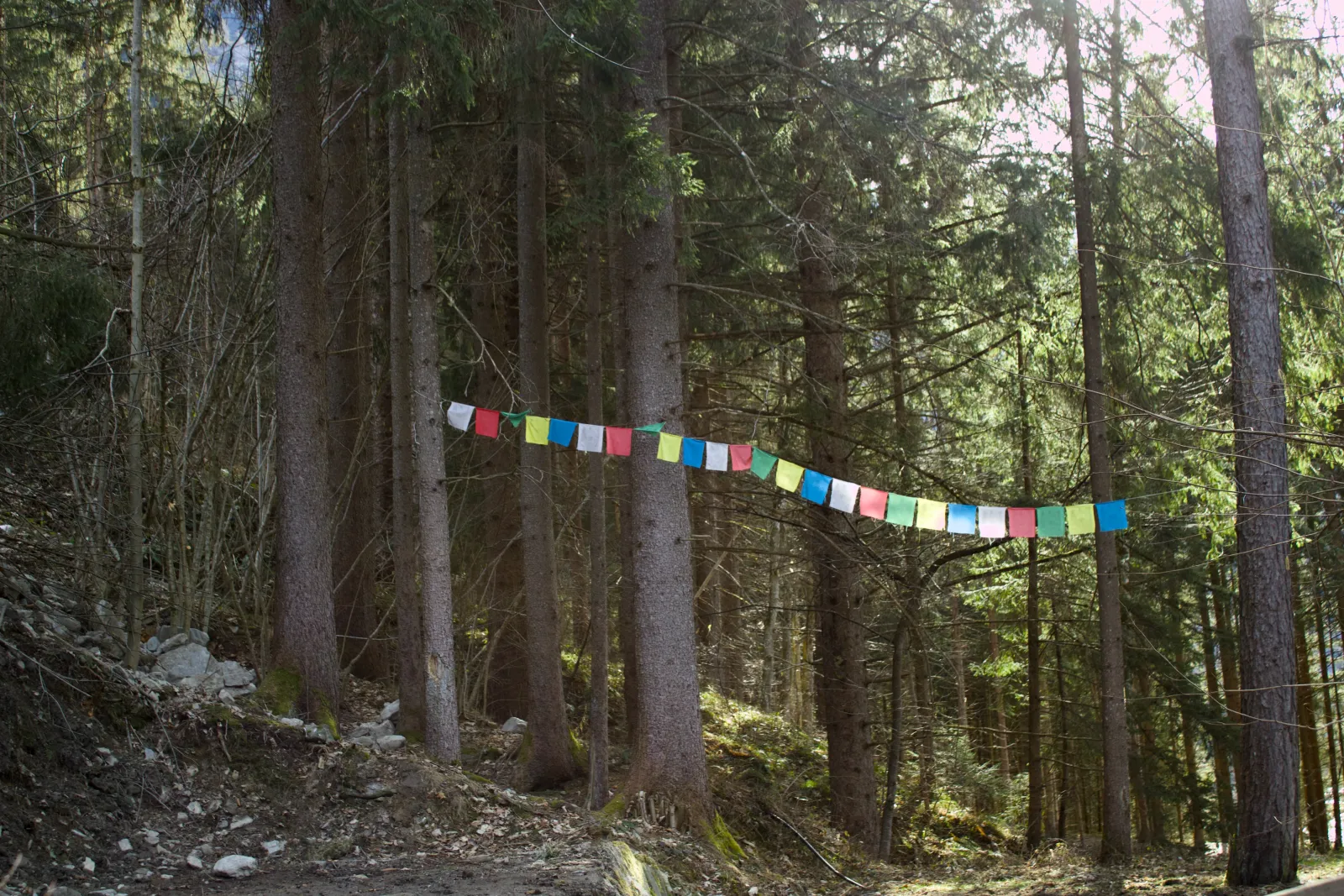 Forest and wooden structures on the way back