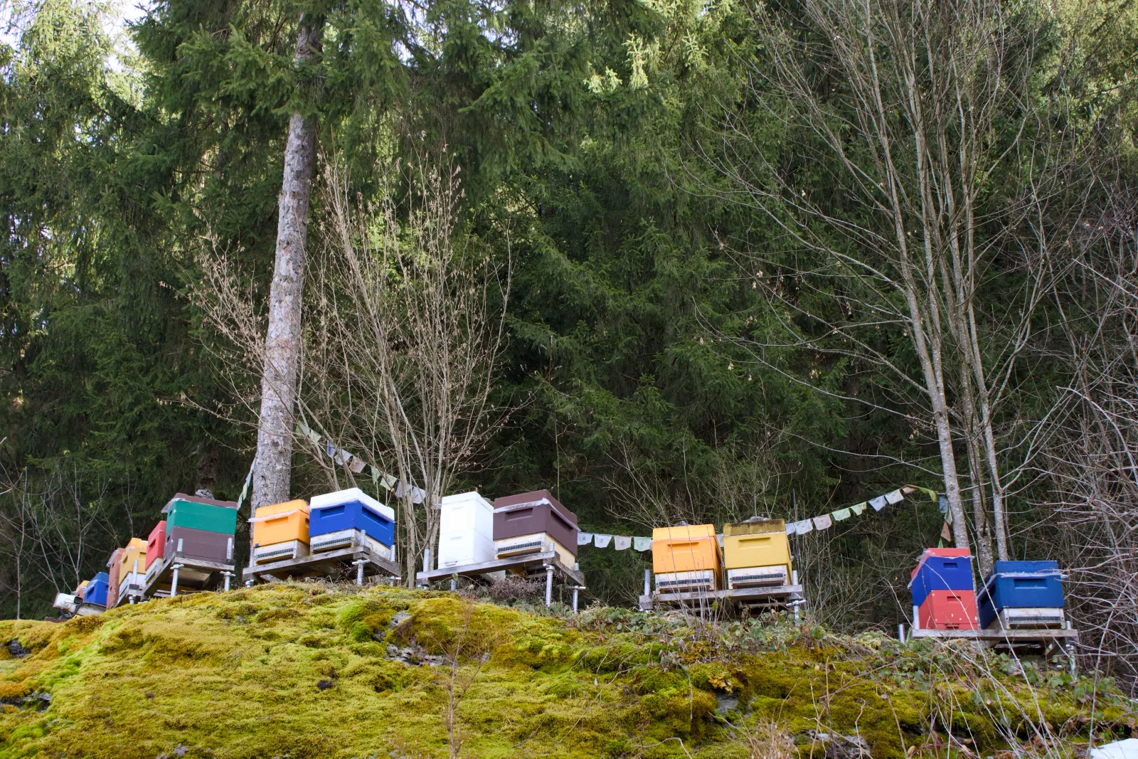 Campsite along the trail