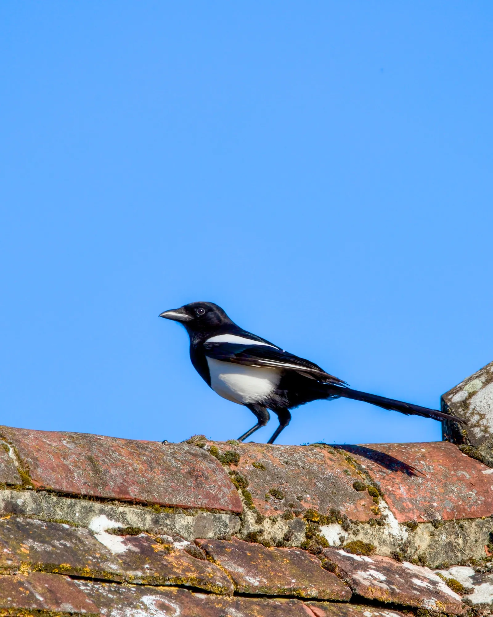 A black and white magpie standing on a weathered red tiled roof with a clear blue sky behind it