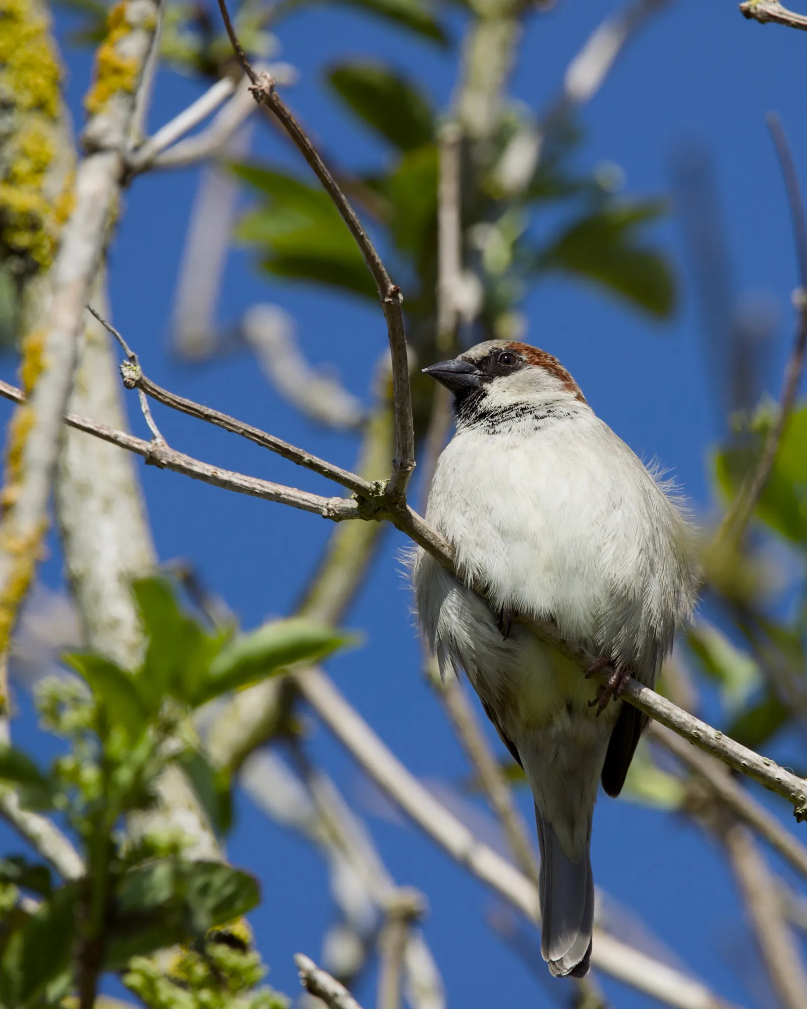 A male house sparrow perched on a thin branch among lichen-covered twigs against a bright blue sky