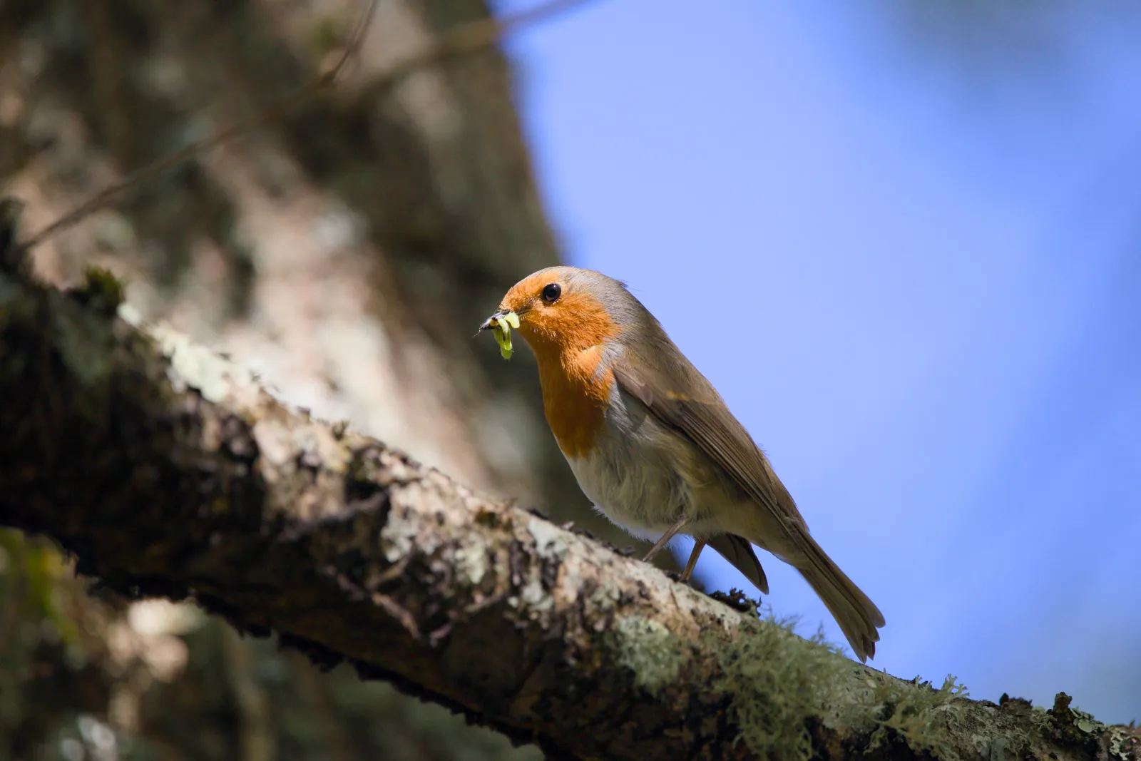 A European robin perched on a lichen-covered branch holding a small green caterpillar in its beak, blue sky behind