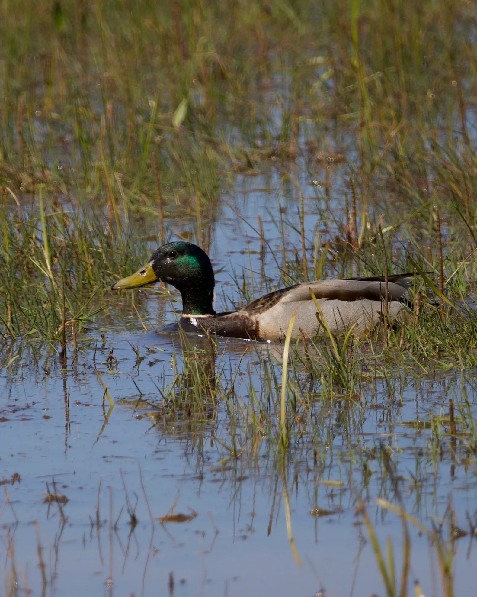 A male mallard duck with a shiny green head resting among reeds in shallow water