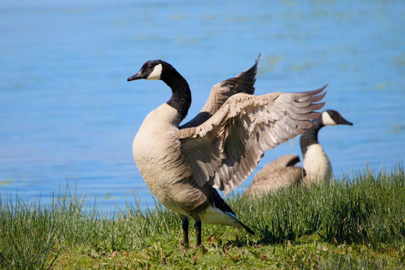 A Canada goose flapping its wings on a grassy bank, with a second goose behind it and a lake in the background