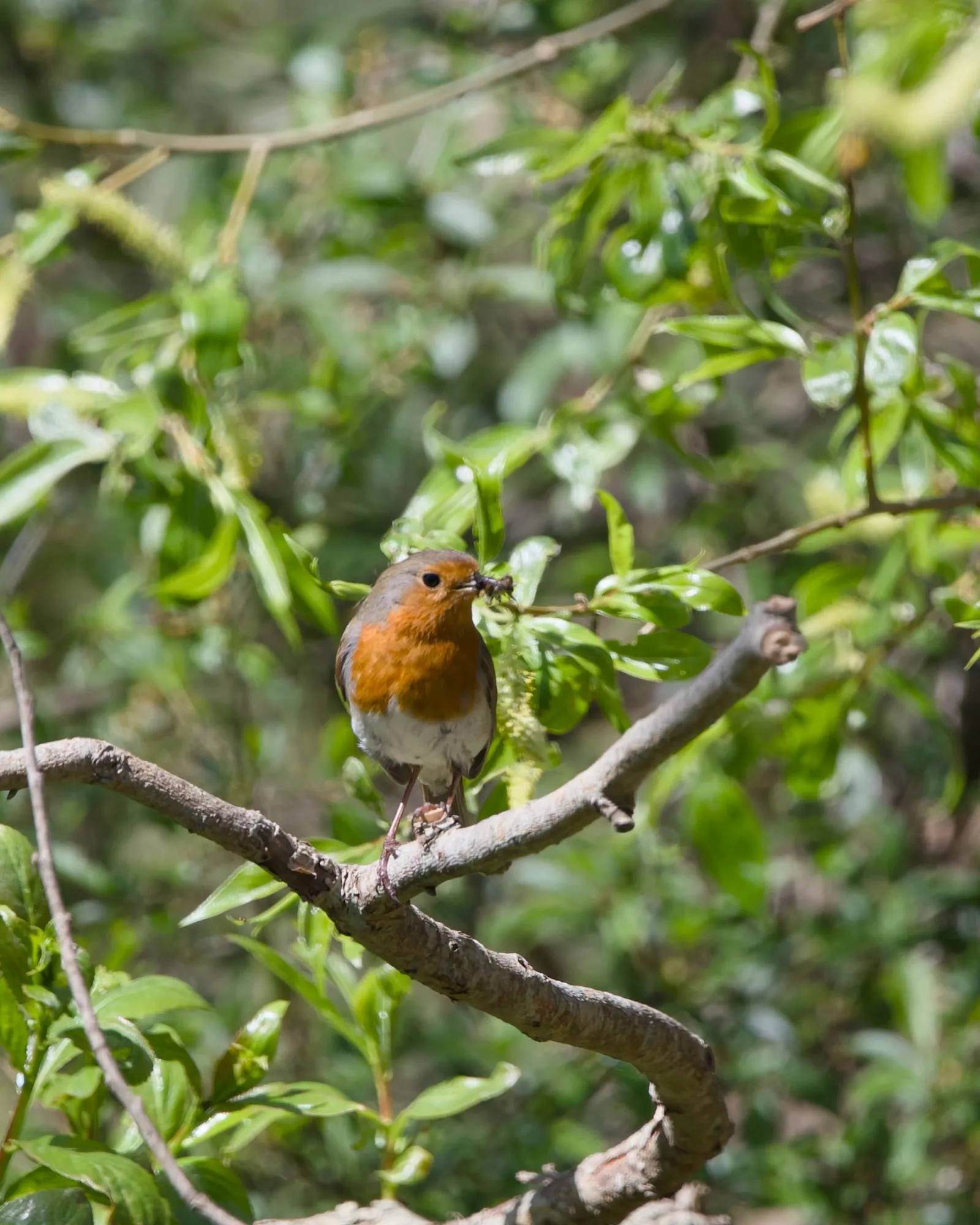 A European robin perched on a branch among fresh green leaves, holding a small insect in its beak