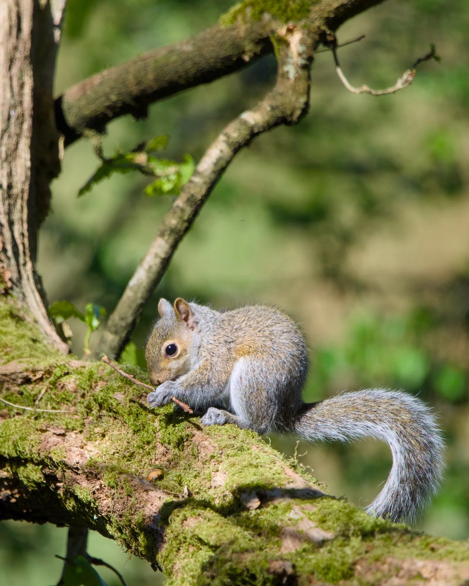 A grey squirrel curled up on a thick mossy branch, nibbling on something held in its front paws