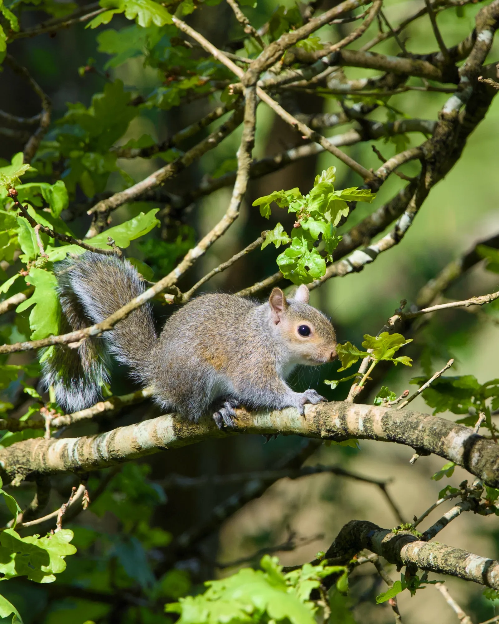 A grey squirrel sitting on a thin branch surrounded by young oak leaves, bushy tail curled upward