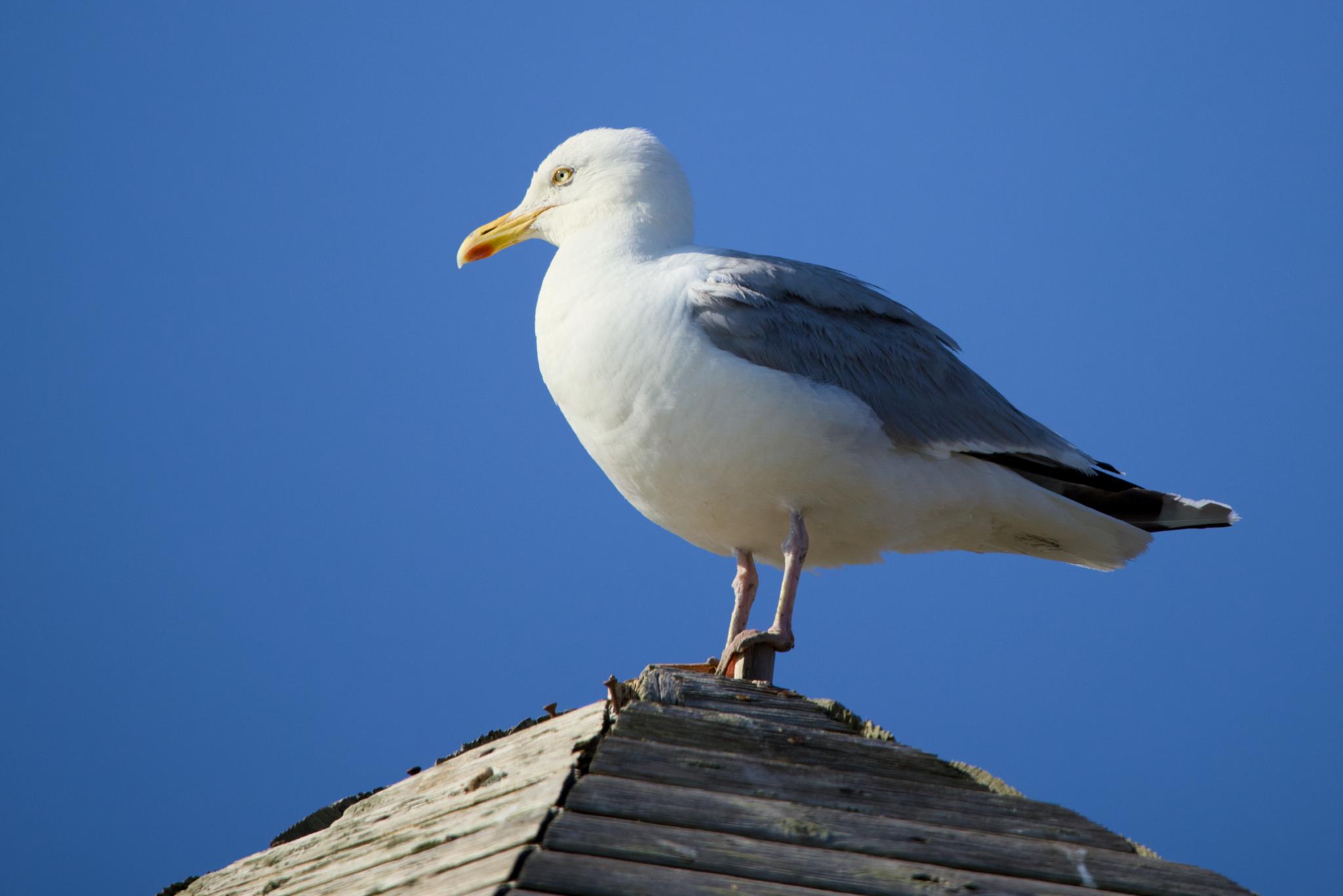 Herring gull standing on a wooden roof ridge