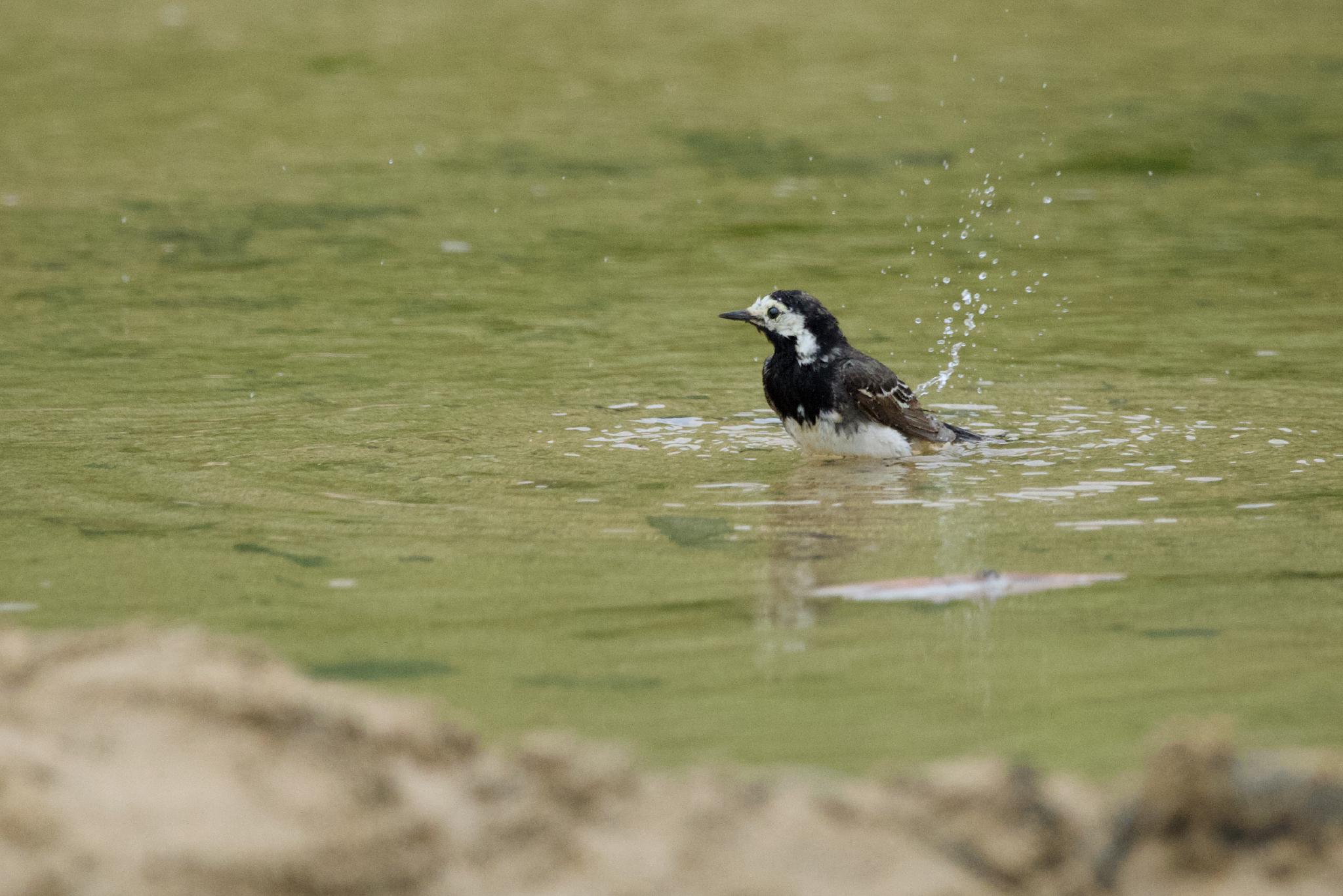 Pied wagtail bathing in a pool