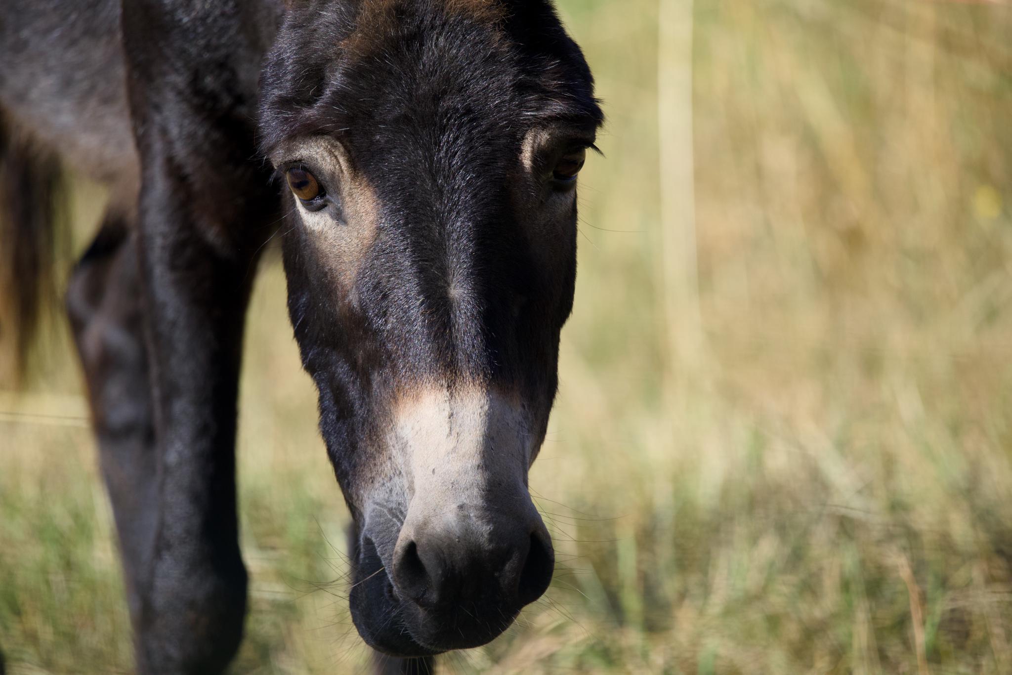 Dark donkey looking into the camera