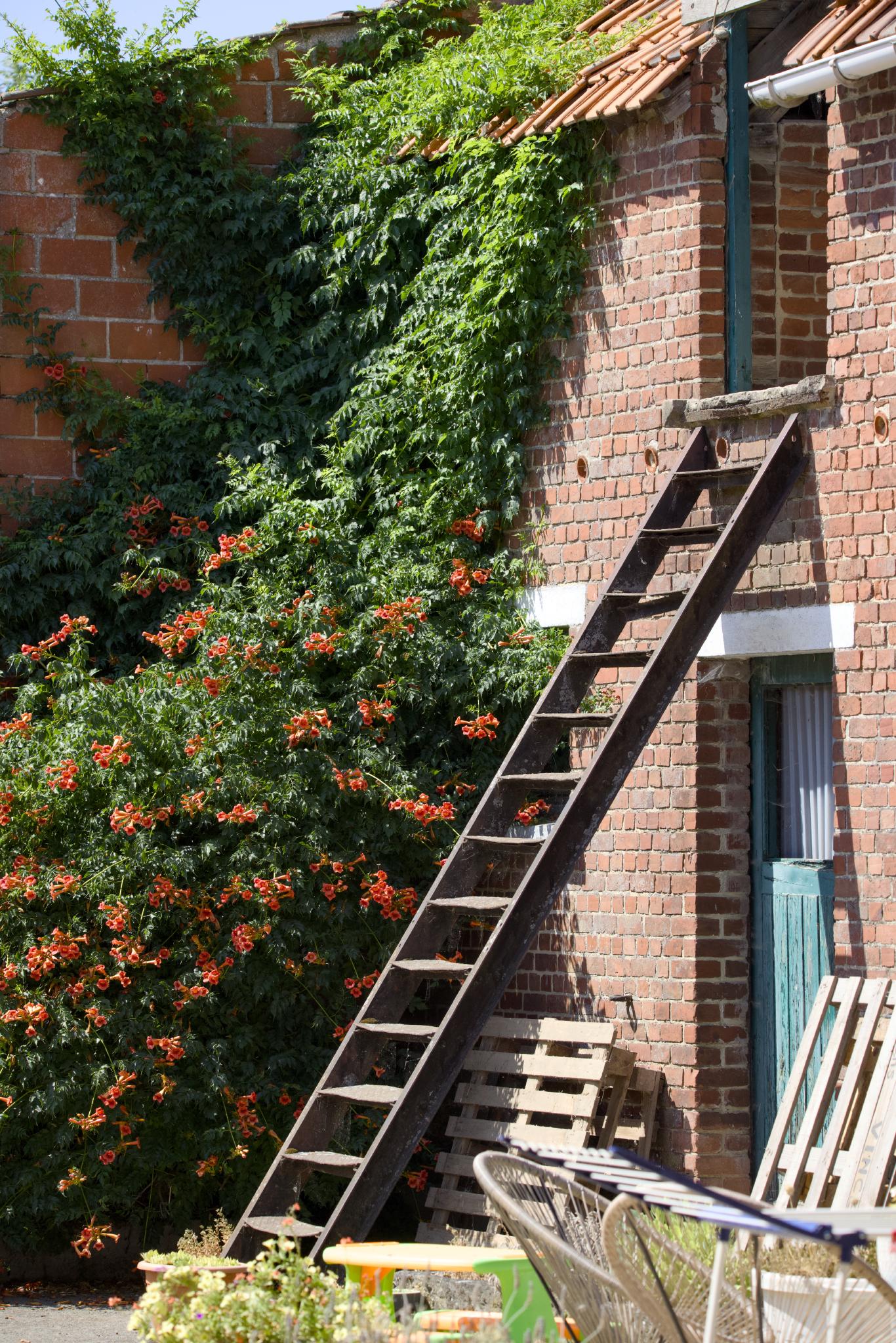 Steel ladder against an old brick wall covered in flowering trumpet vine