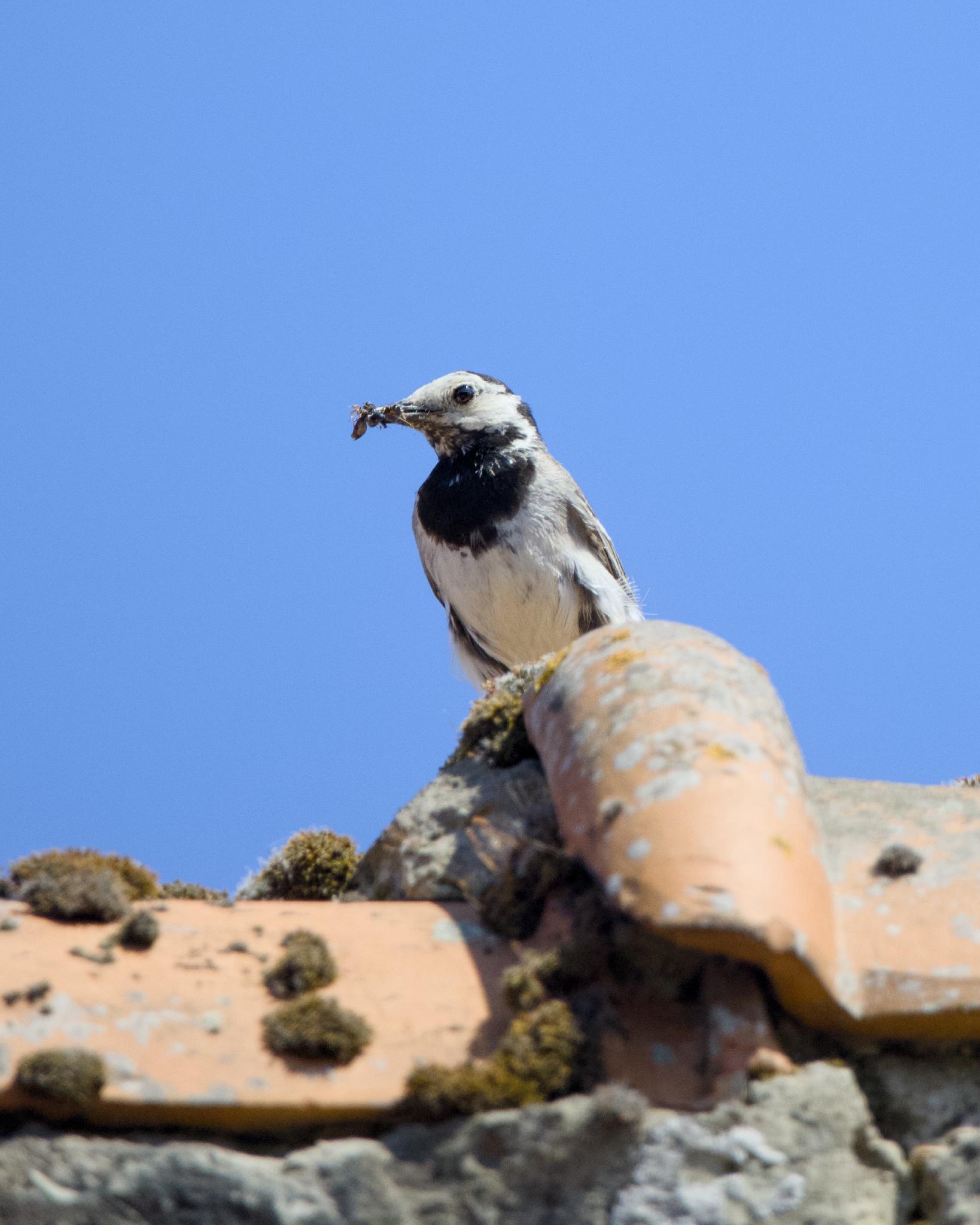 White wagtail with insects in its beak on a mossy roof ridge