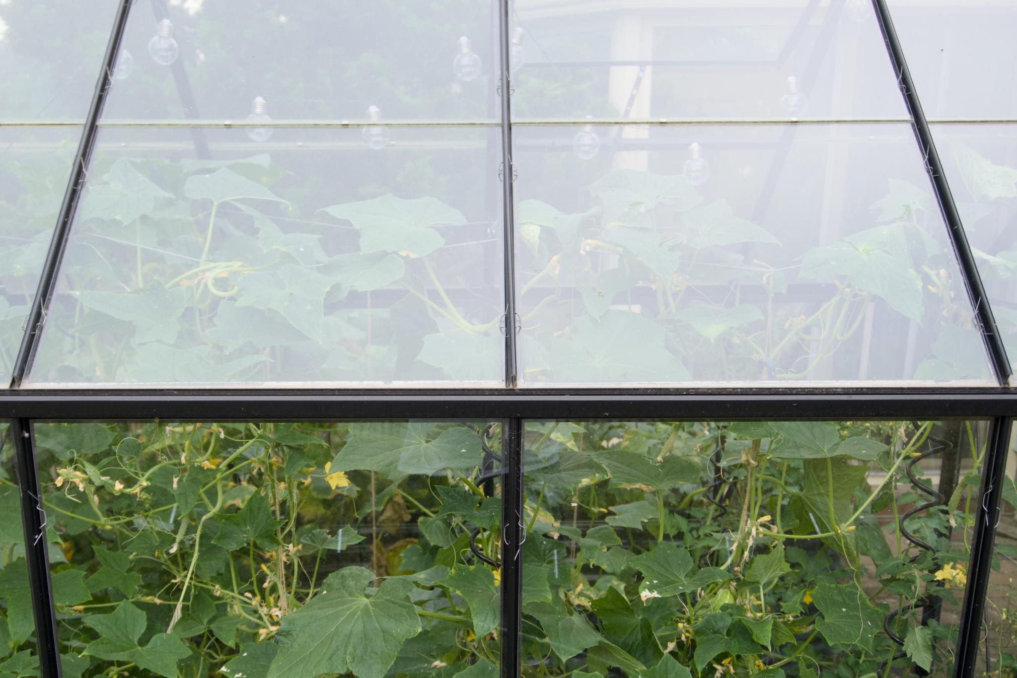 Cucumber plants filling the greenhouse behind fogged glass