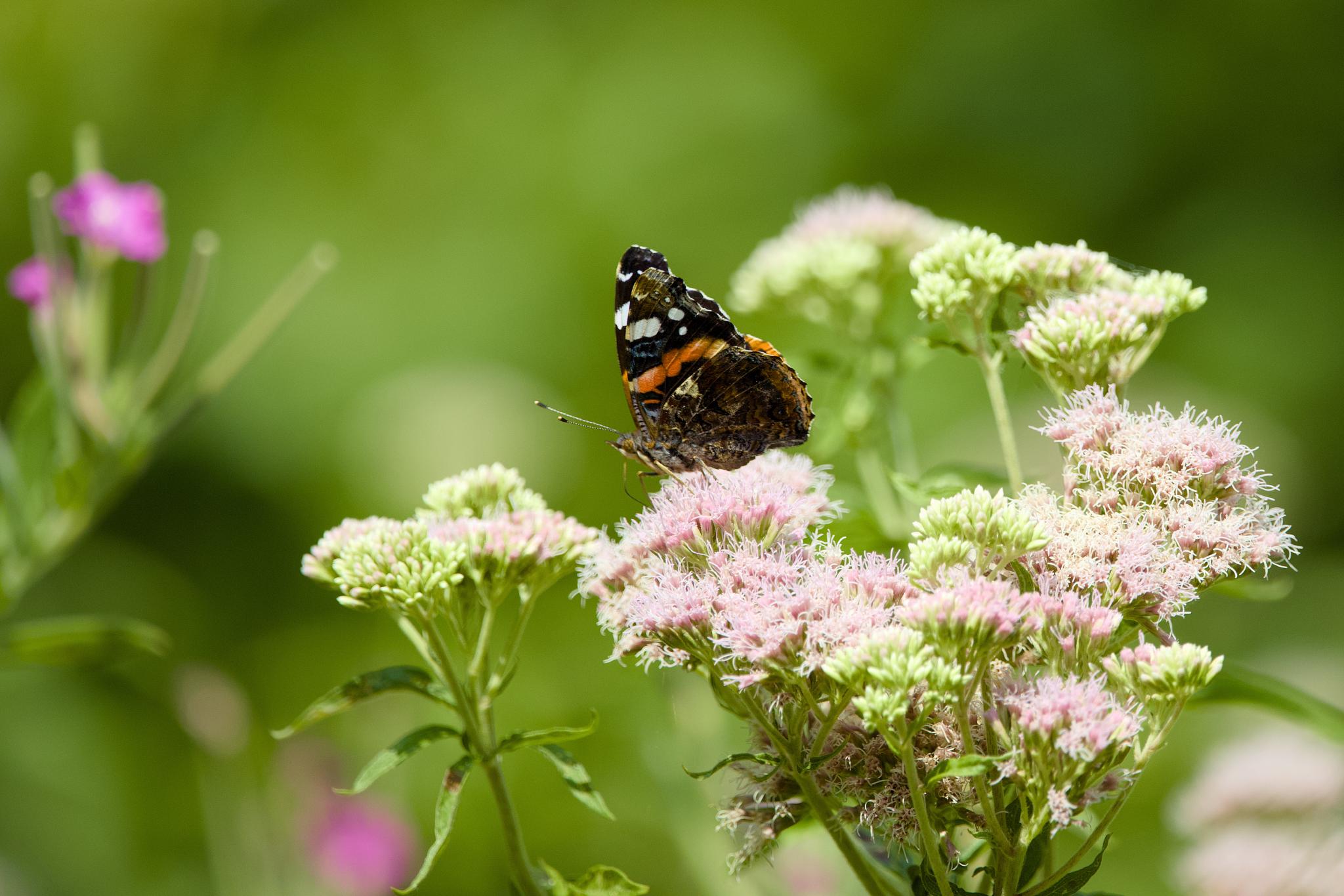 Red admiral butterfly on pale pink flowers