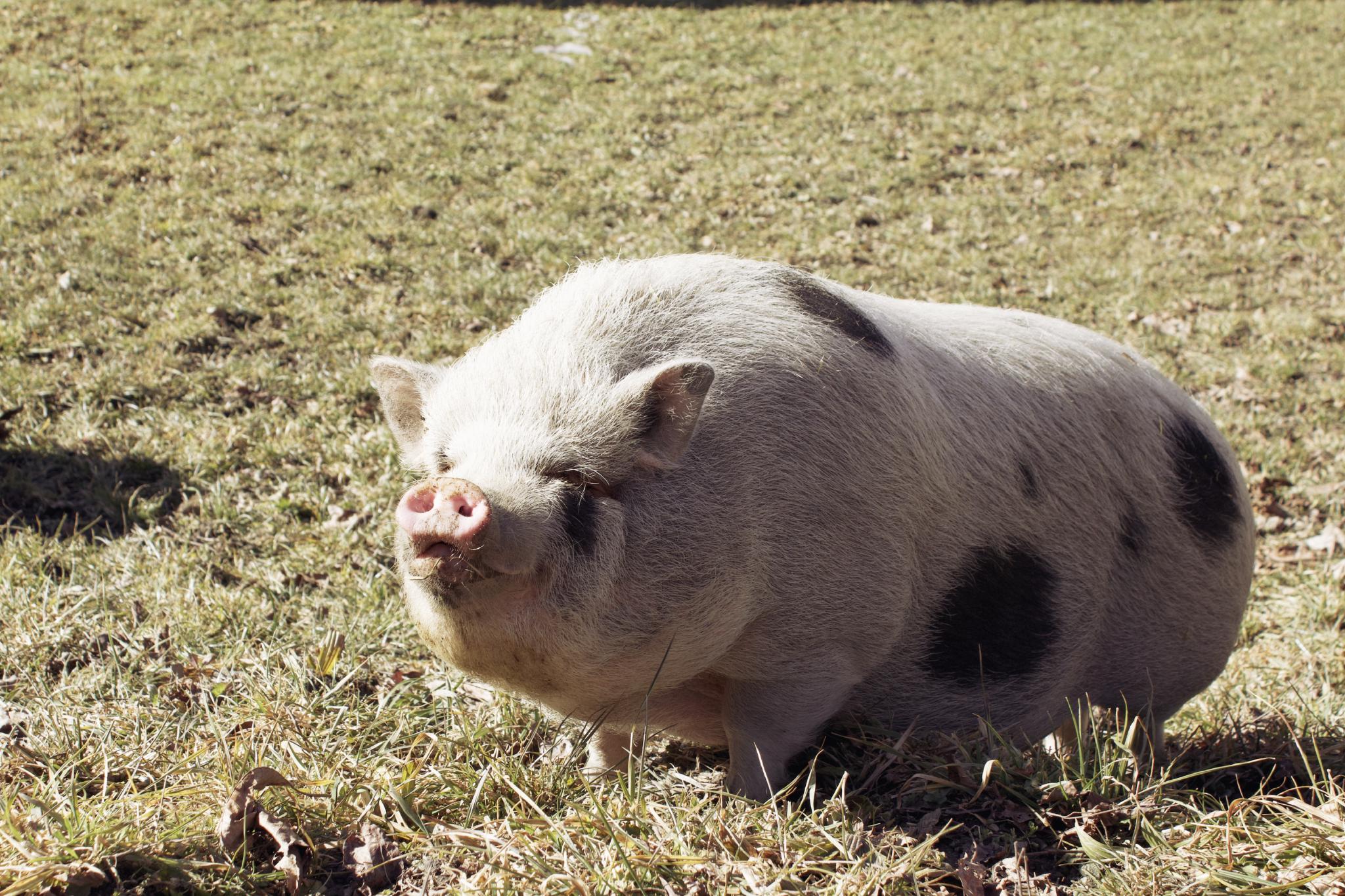 Pig on a farm along the trail