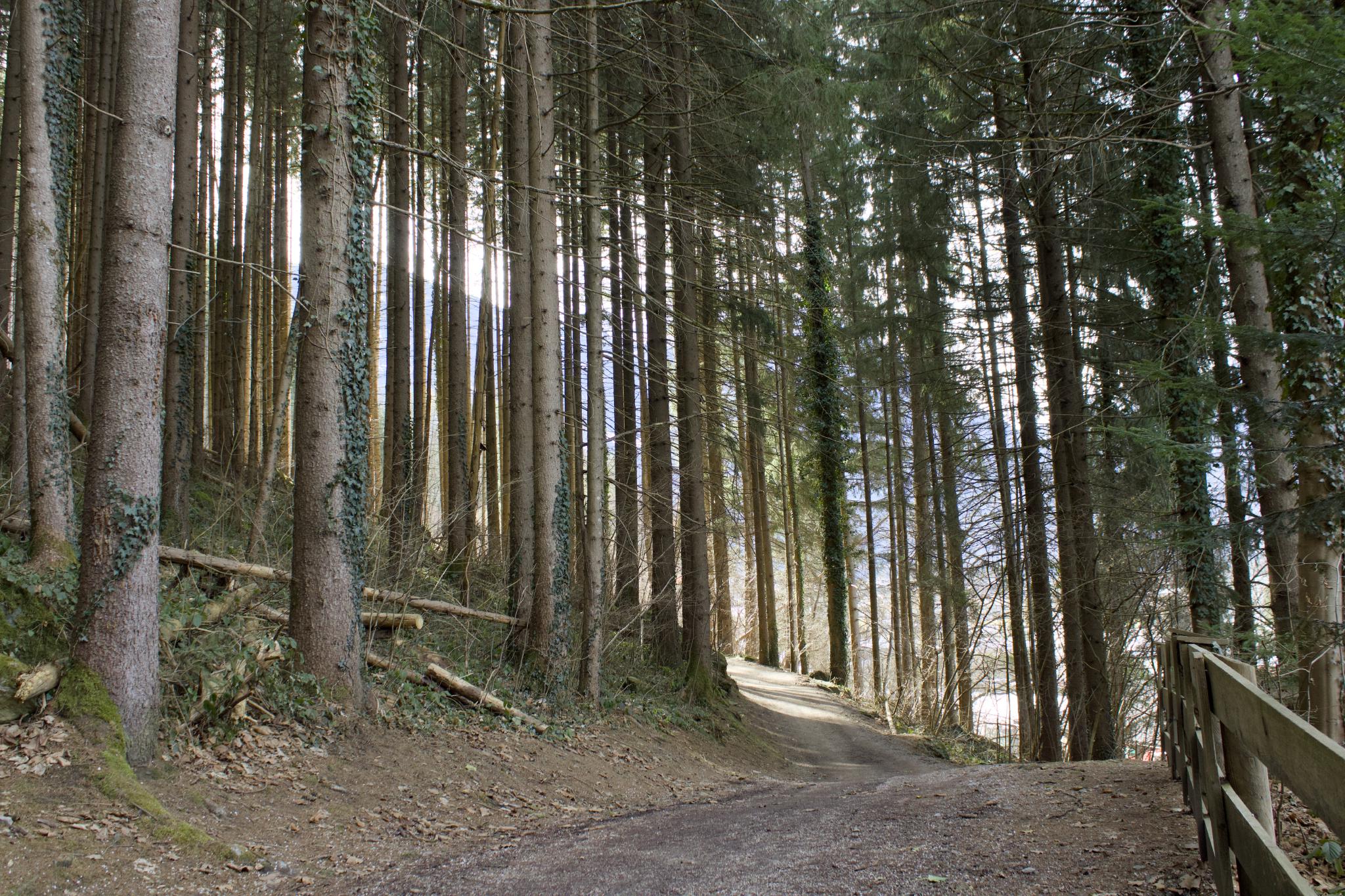 Forest path on the Easy Trail