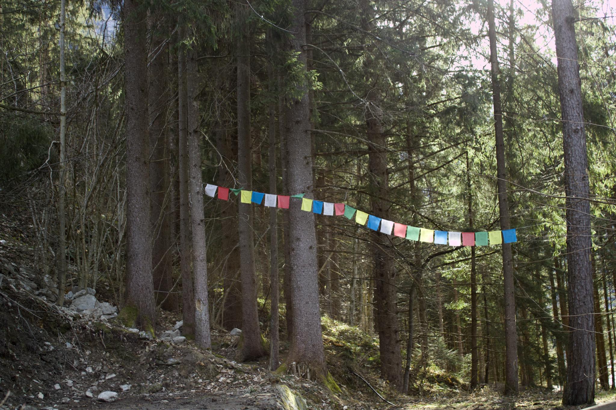 Forest and wooden structures on the way back