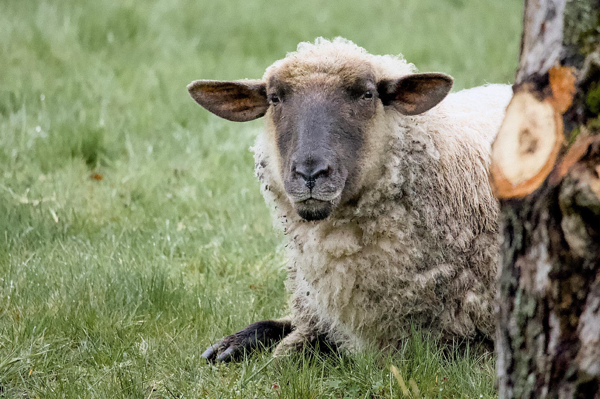 A sheep resting on grass, leaning against a tree trunk, looking directly at the camera