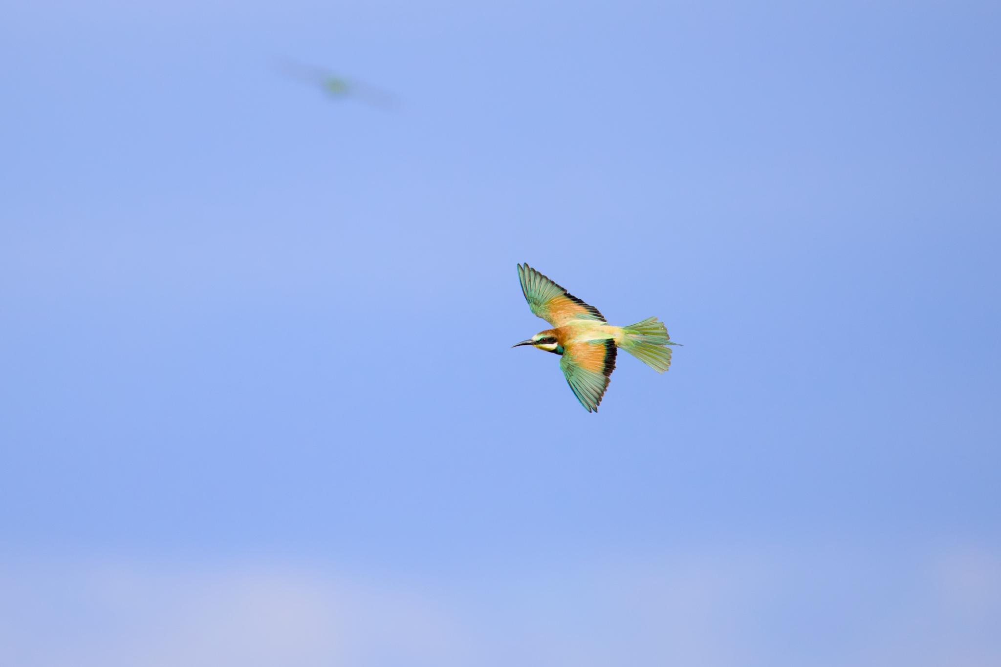 European bee-eater in flight against a blue sky