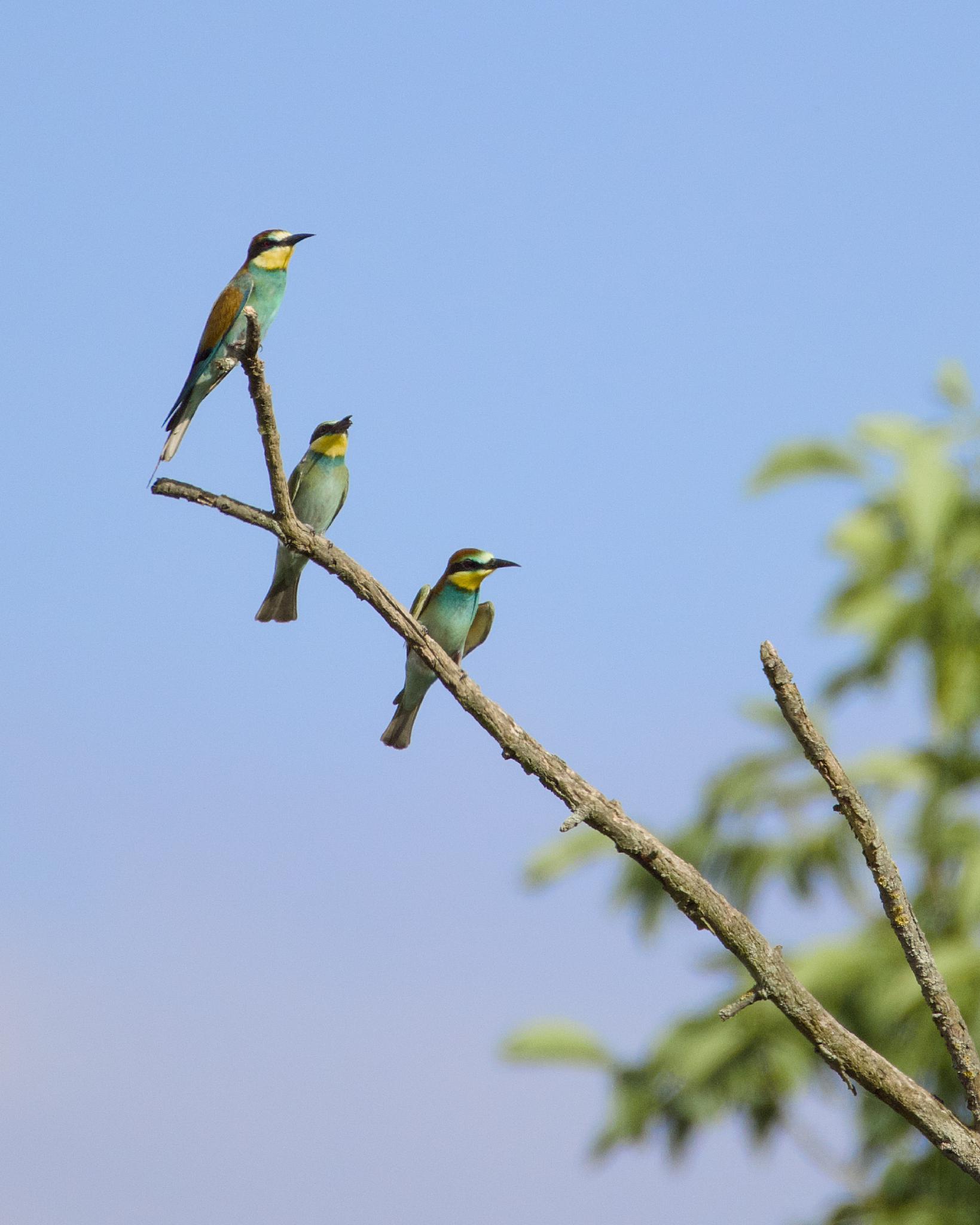 Three European bee-eaters on a bare branch